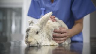 Rabbit being examined at vet surgery