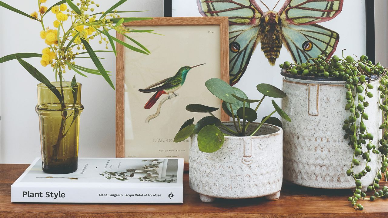 Potted houseplants with framed pictures behind them