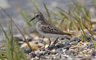 A semipalmated sandpiper in a marsh.