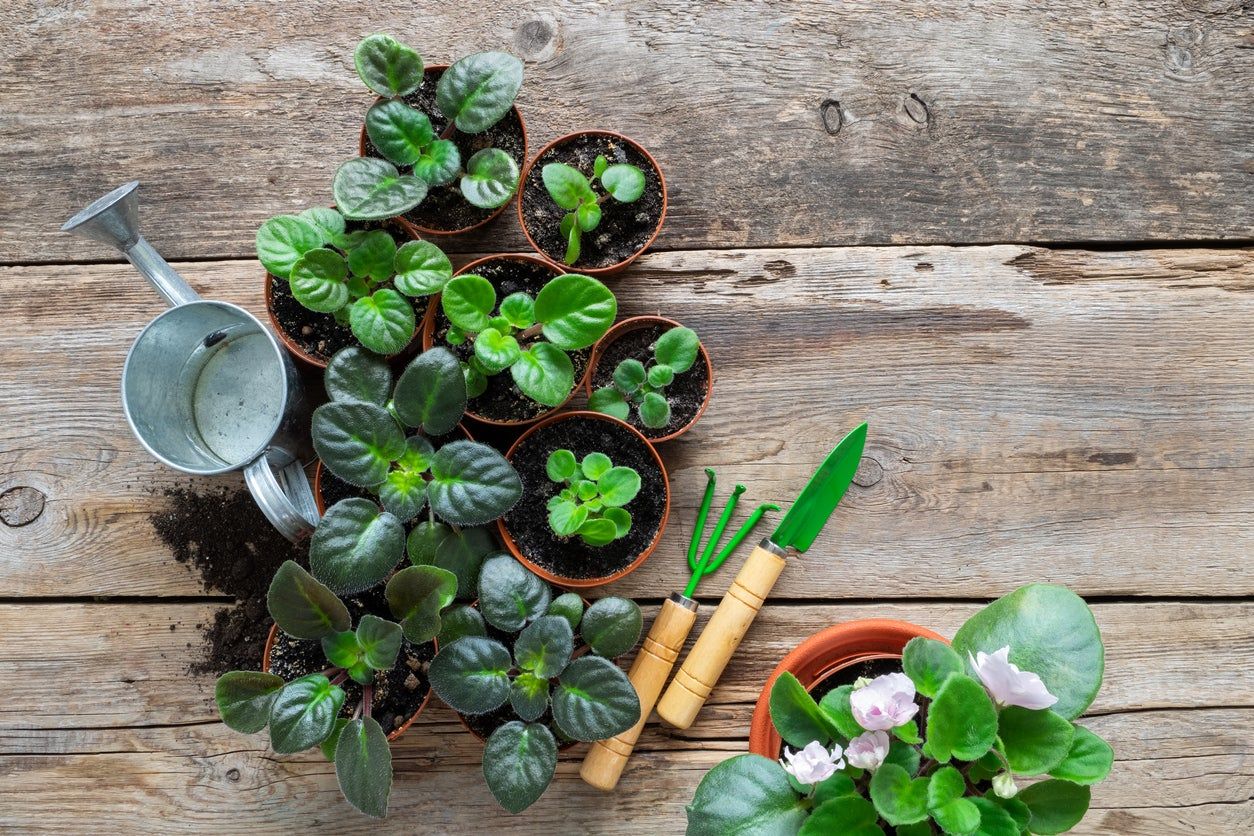 Small Potted African Violet Plants