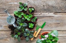Small Potted African Violet Plants