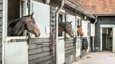 HAH00.lb_stock_monksfarm_sarah_farnsworth_futureowns.stock_images_at_monks_farm_99_297580251_202774371.jpg