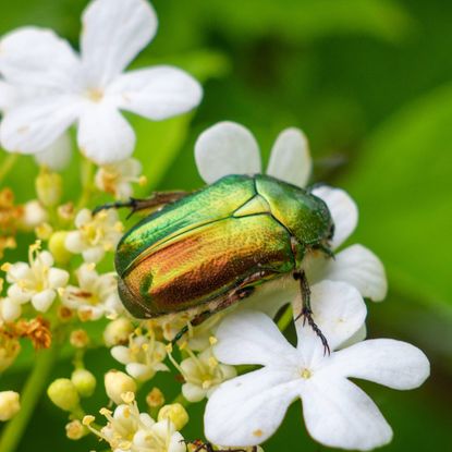 Green june beetle on flowers