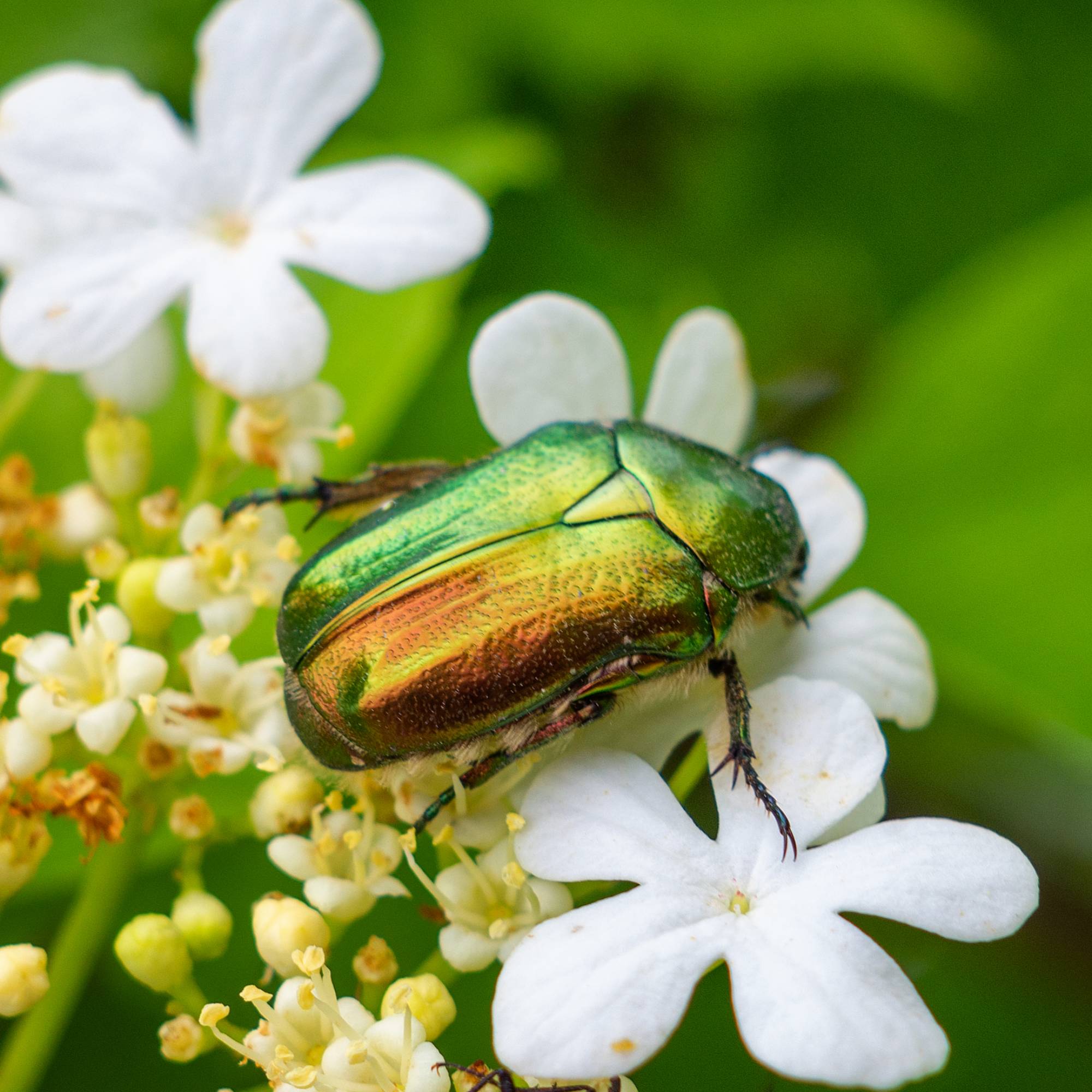 Green june beetle on flowers