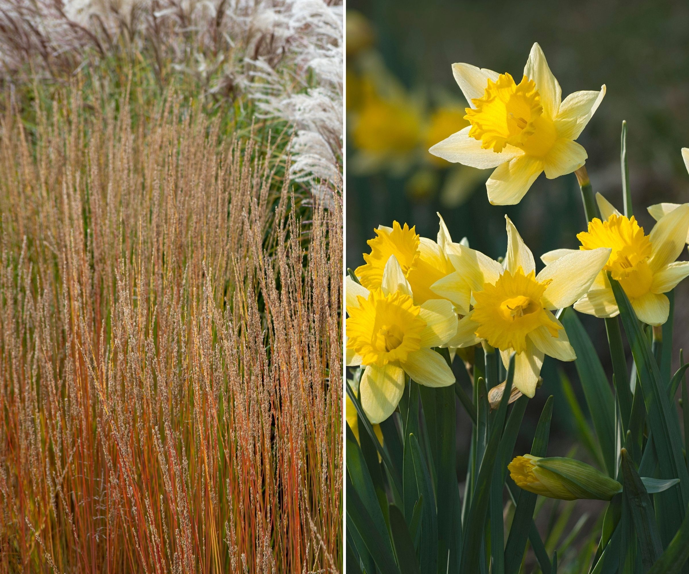 Moor grass alongside yellow daffodils