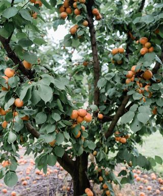 An established apricot tree laden with clusters of ripe apricots