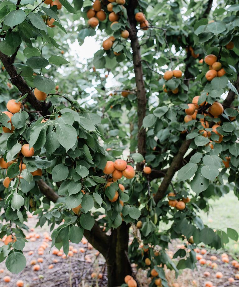 How to prune an apricot tree - expert tips for trimming | Homes & Gardens