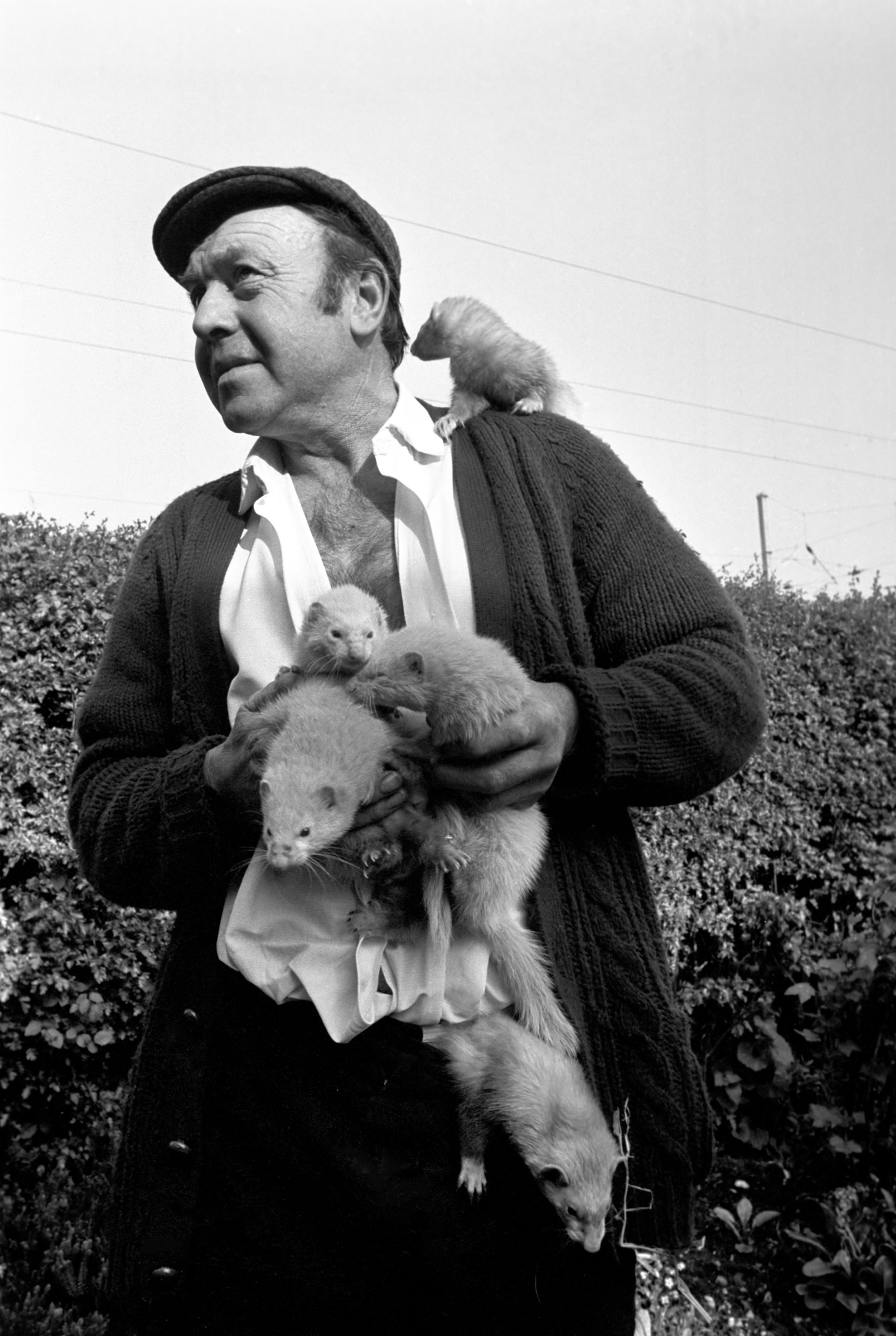A man with many pet ferrets