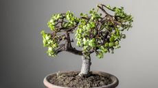 Dwarf jade bonsai tree in a terracotta pot