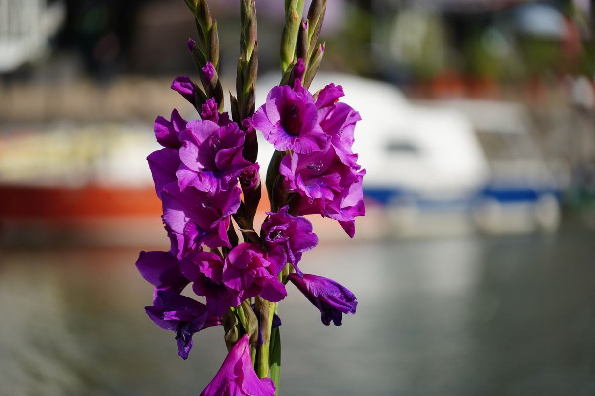 Tamron 28-300mm f/4-7.1 Di III VC VXD sample image