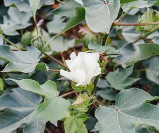 The white flower of a cotton plant