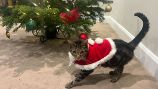 Chilli wearing a Christmas red coat under the Christmas tree