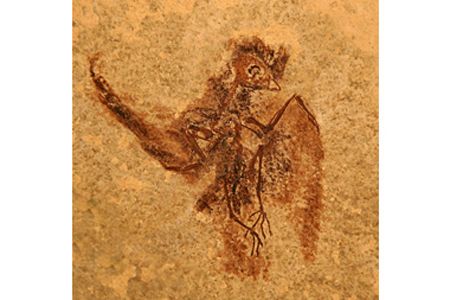 fossils, birds, hummingirds, swifts