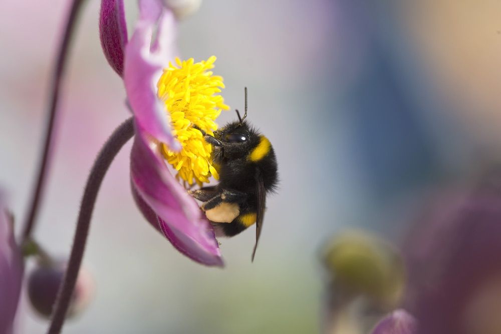 A bumblebee on a flower.