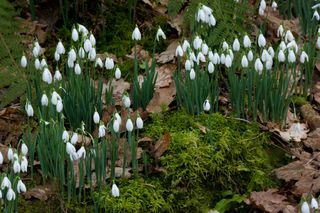 A patch of snowdrops