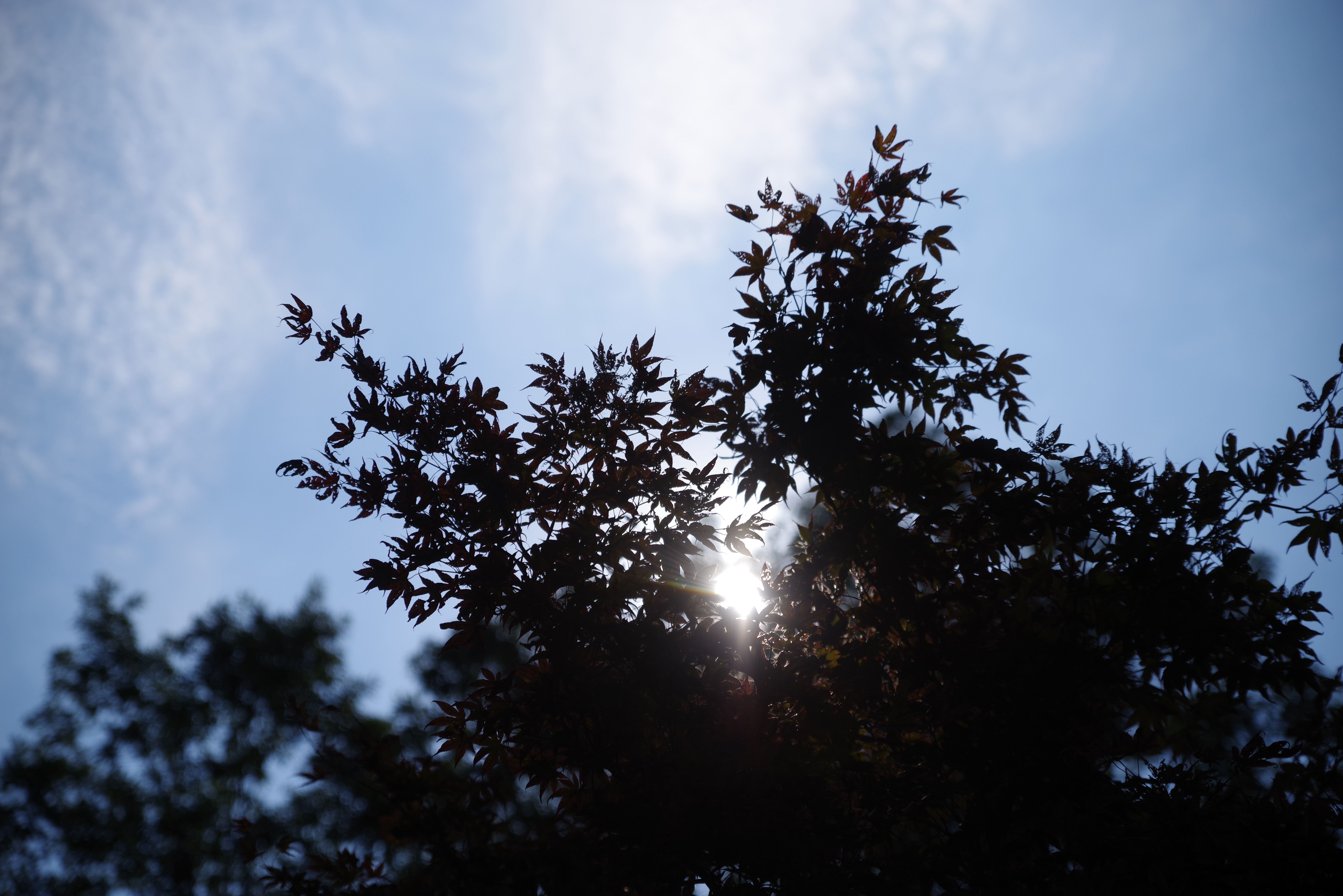 Sample images from the Pentax-D FA 24-70mm f/2.8 ED SDM WR