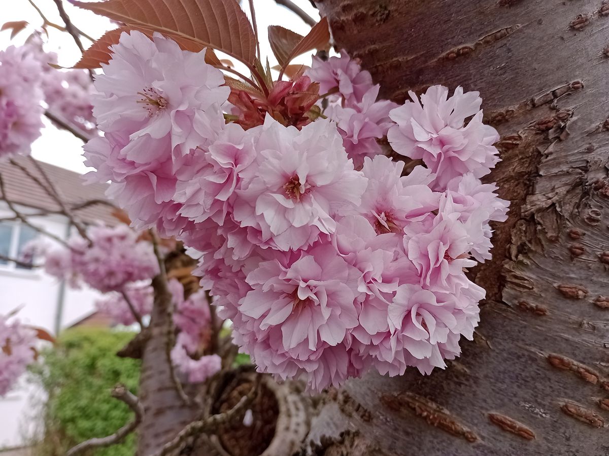 Moto G22 camera sample showing flowers