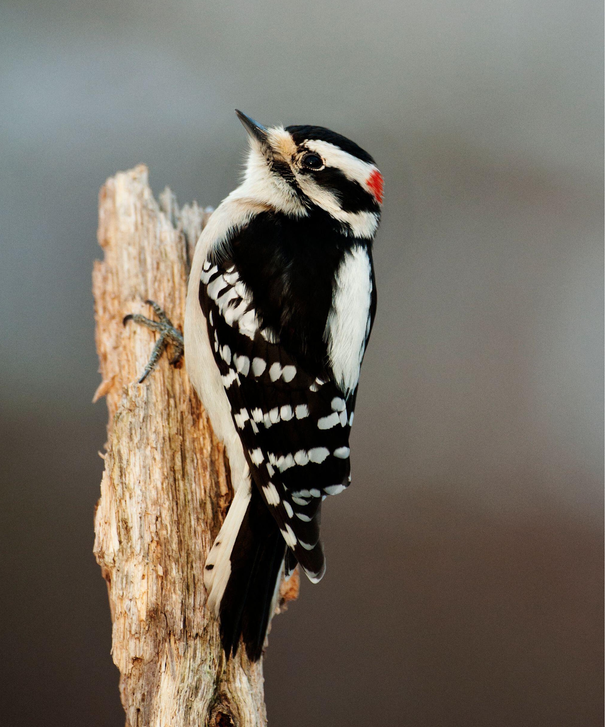 Downy woodpecker