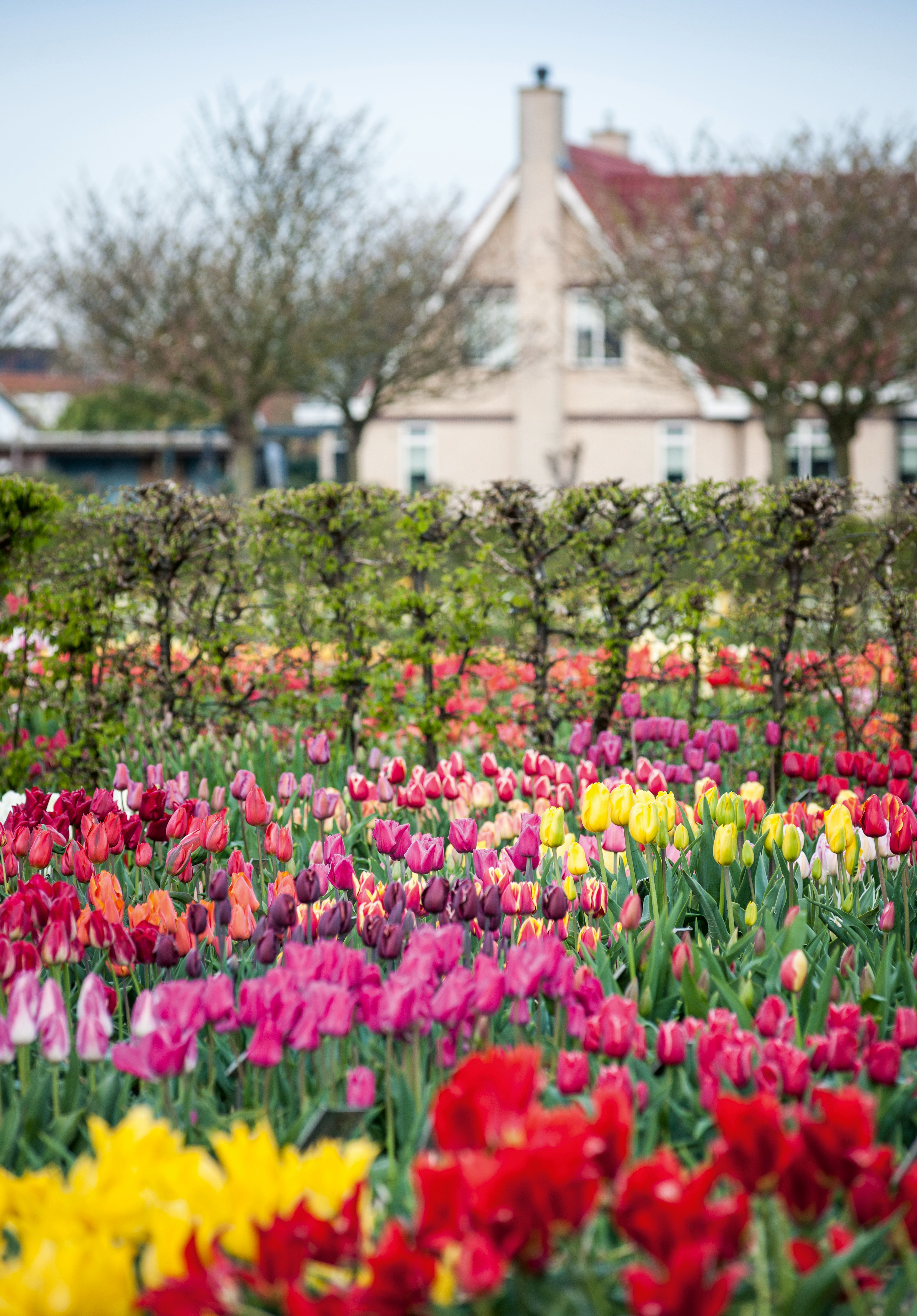 Photograph from Jason&#039;s Ingram&#039;s book How to Photography Gardens