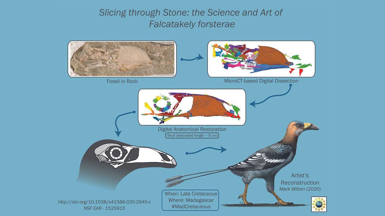 A graphic showing the bird's skull (top left) and micro-CT scans of it before and after digital assembly.