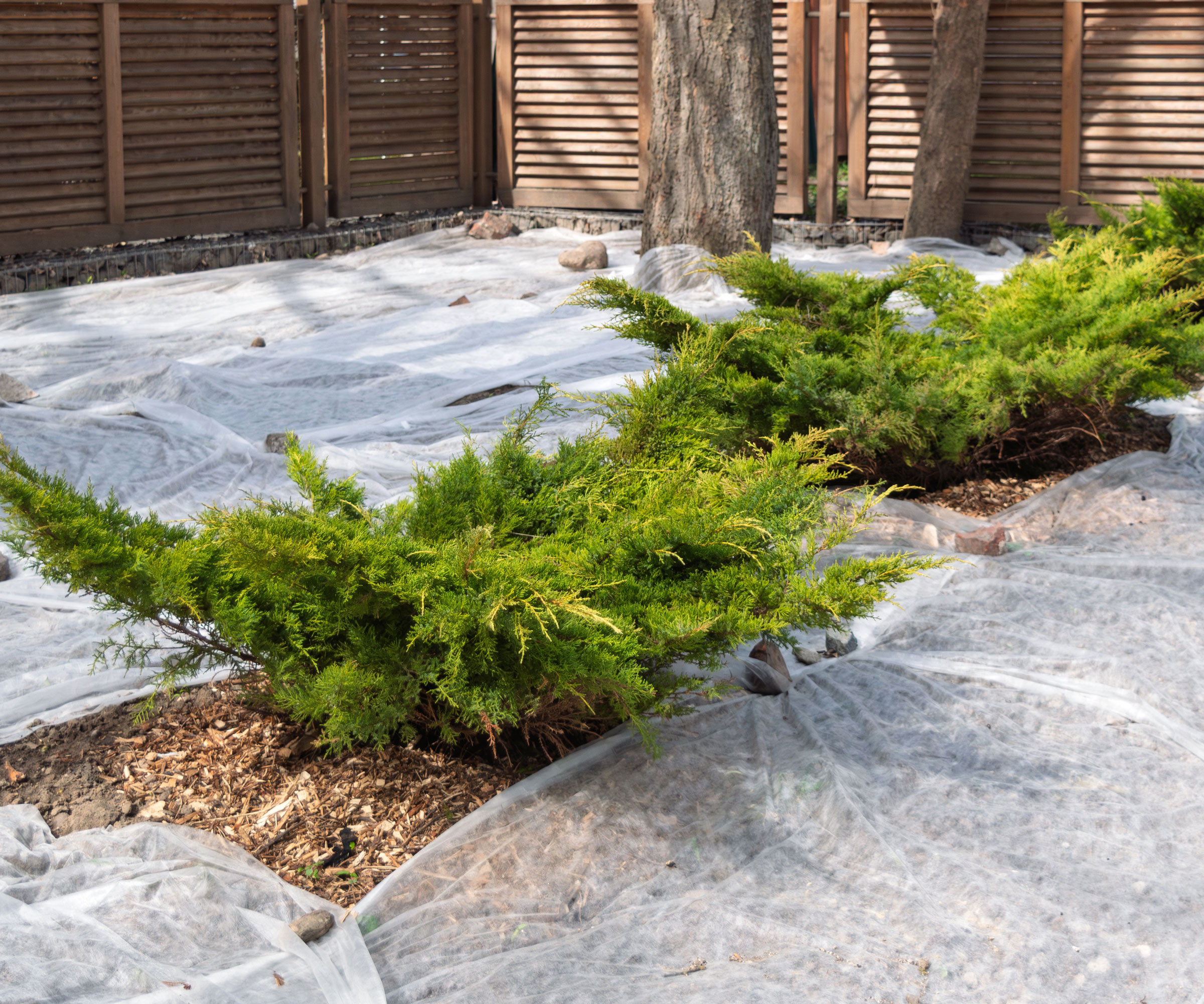 plastic sheets covering ground around juniper bushes
