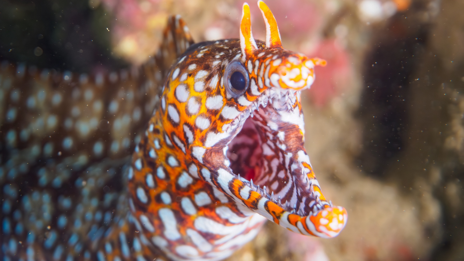 Japanese Moray dragon eel