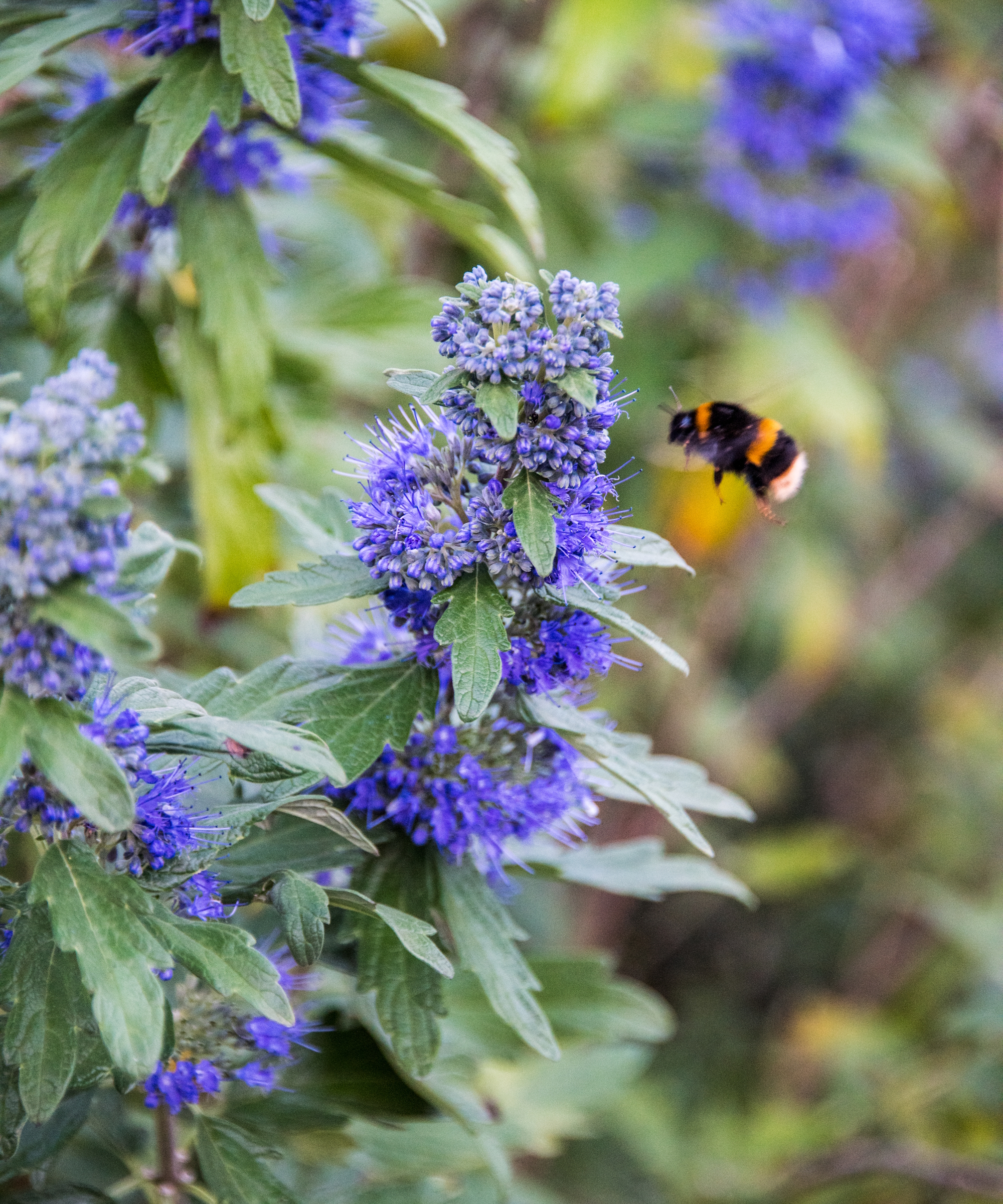 A bee is attracted to the nectar-rich blue flowers of a caryopteris plant