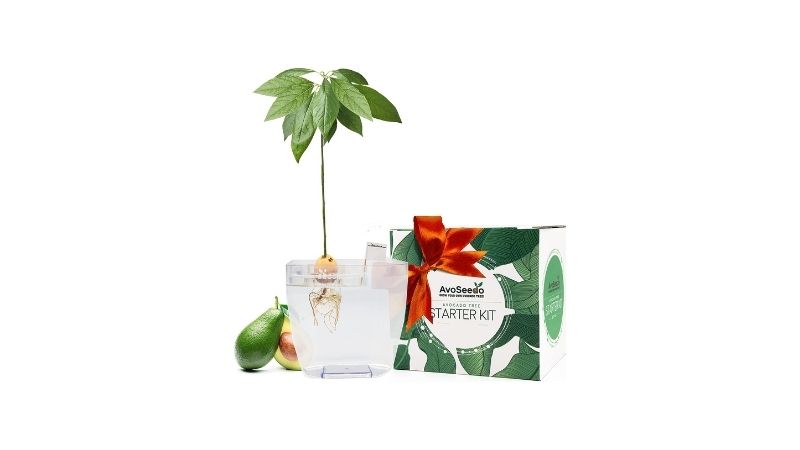 best avocado tree