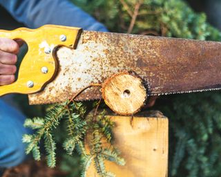 Man trimming a Christmas tree trunk with a saw