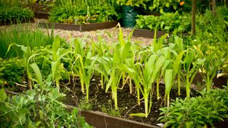 how to grow sweet corn: growing sweet corn in a raised bed