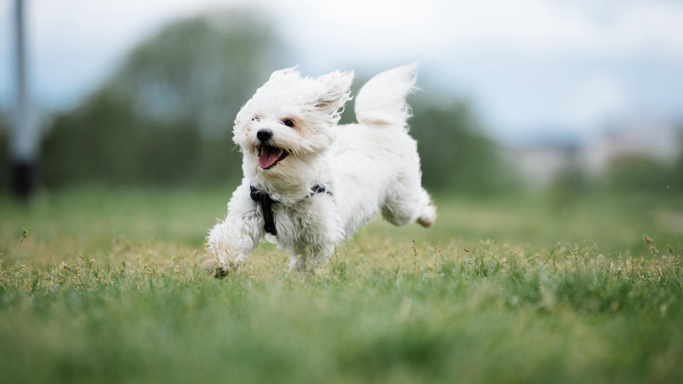 Cute small maltese dog running in s park