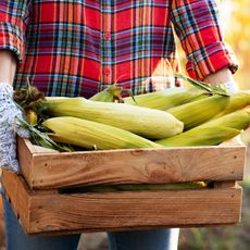 Woman holding corn harvest in basket