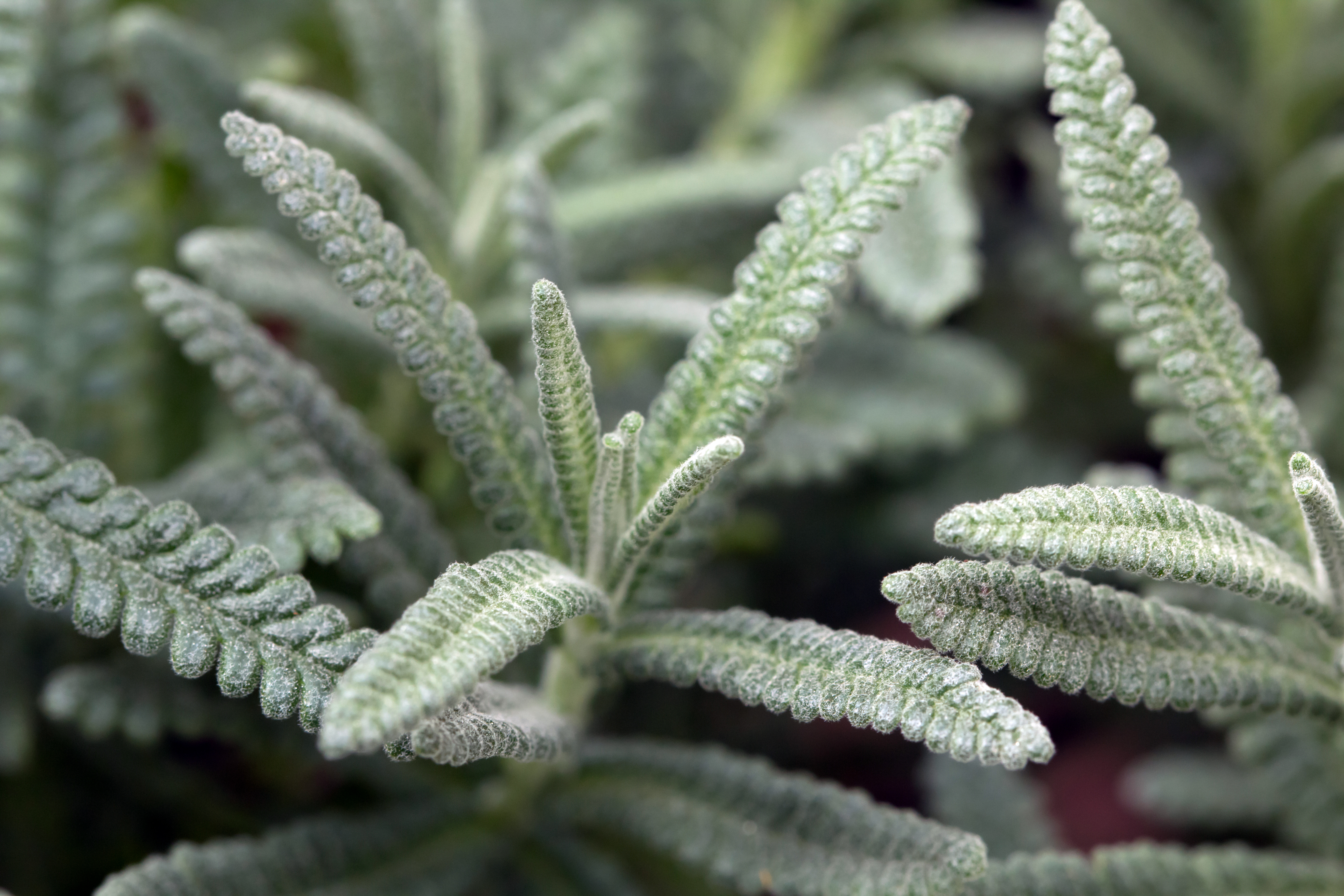 French lavender (Lavandula dentata) leaves