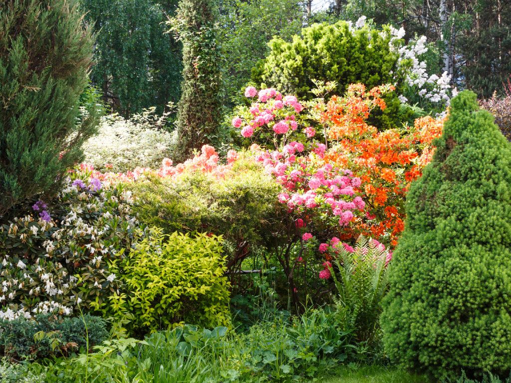 Various shrubs growing in a garden