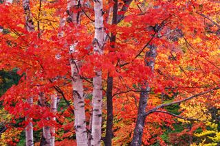 silver birch trees among red maple trees