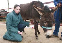 Vet,_Elena_Barrio,_treats_Burt's_Grapefruit-sized_tumour_at_The_Donkey_Sanctuary._Photo_copyright_of_The_Donkey_Sanctuary.JPG