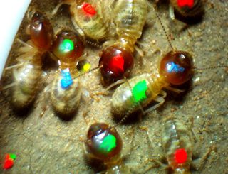 To understand how termites build cooperatively, they have to be identified individually. So we code them with differently colored dabs of paint.