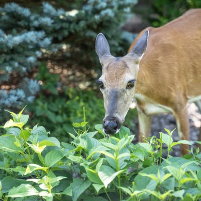 Deer eating hydrangea bush
