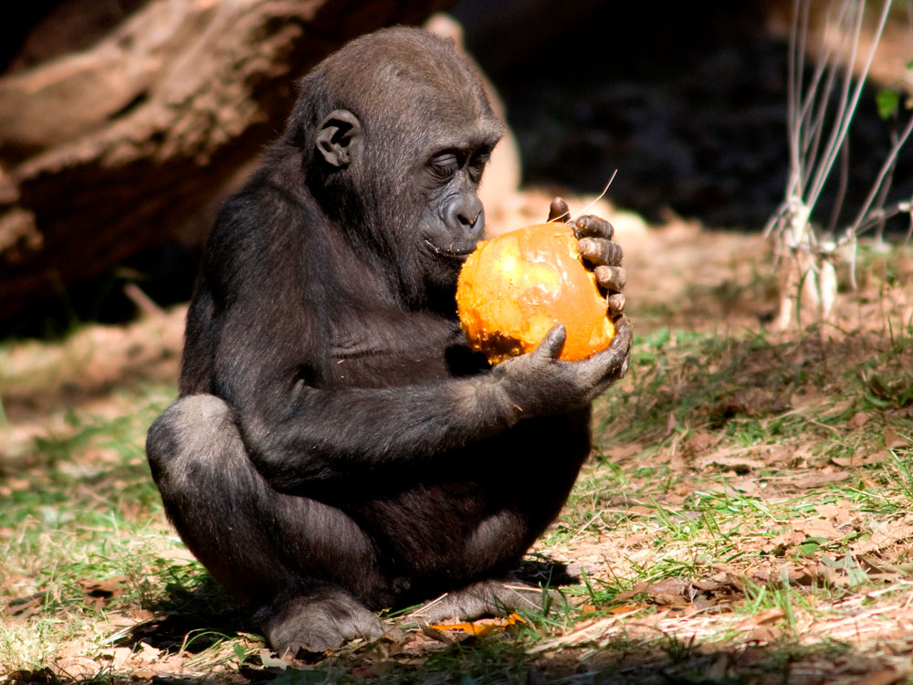 boo-zoo-album-17-gorilla_kid-101028