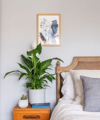 peace lily on bedside table