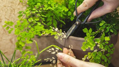 Trimming dry yellow leaves fronds of Adiantum fern potted plant