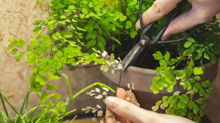 Trimming dry yellow leaves fronds of Adiantum fern potted plant
