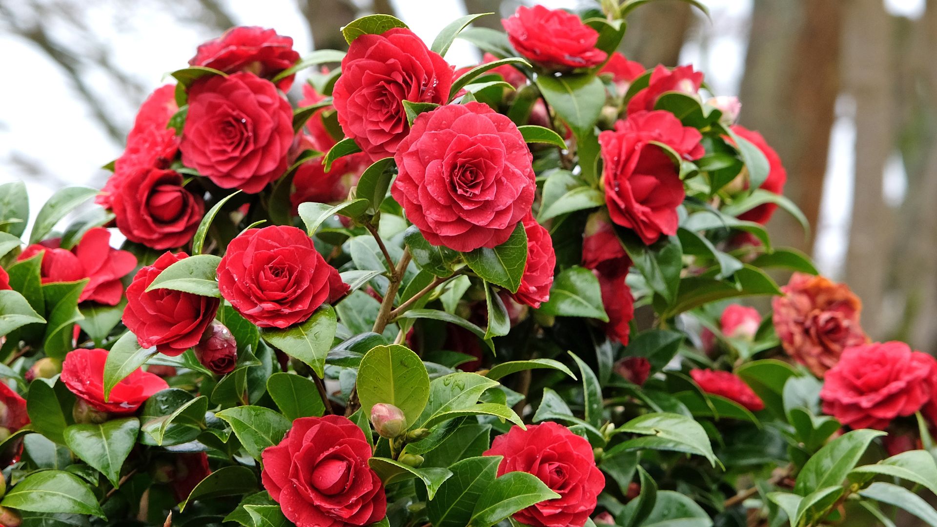 picture of red camillia bush