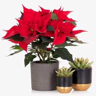 red Pointsettia plant in a grey pot next to two small succulents in pots