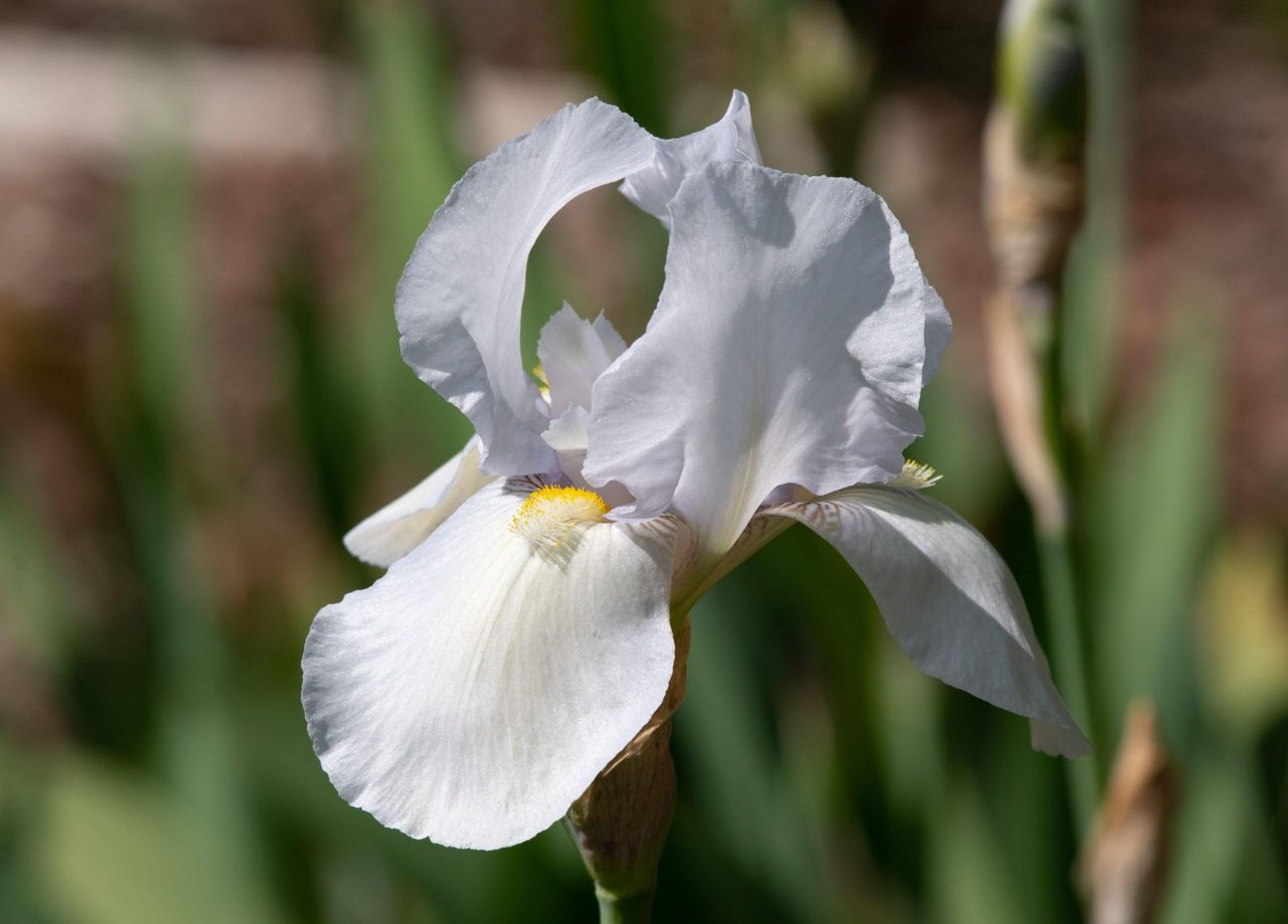 Iris &#039;White City&#039;: &#039;Friends unfamiliar with bearded irises are often astonished by the strength of its scent.&#039;