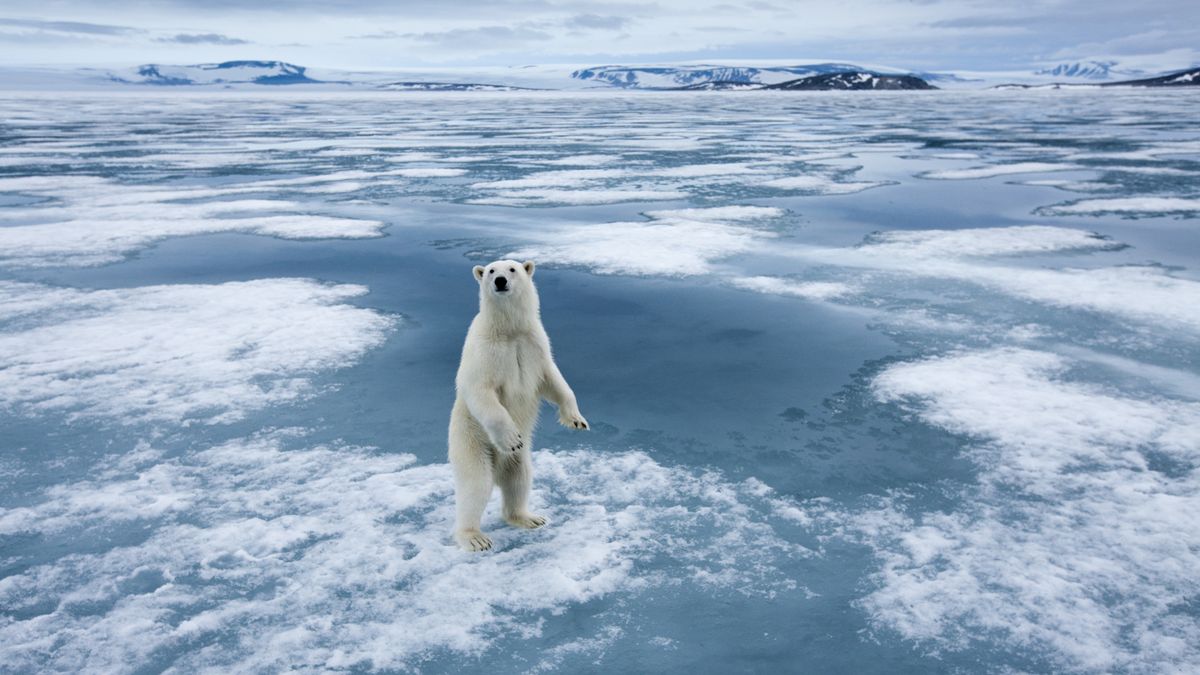 Polar Bear, Nordaustlandet, Svalbard, Norway