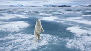 Polar Bear, Nordaustlandet, Svalbard, Norway
