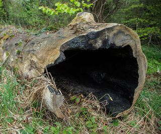 stumpery garden with hollow log