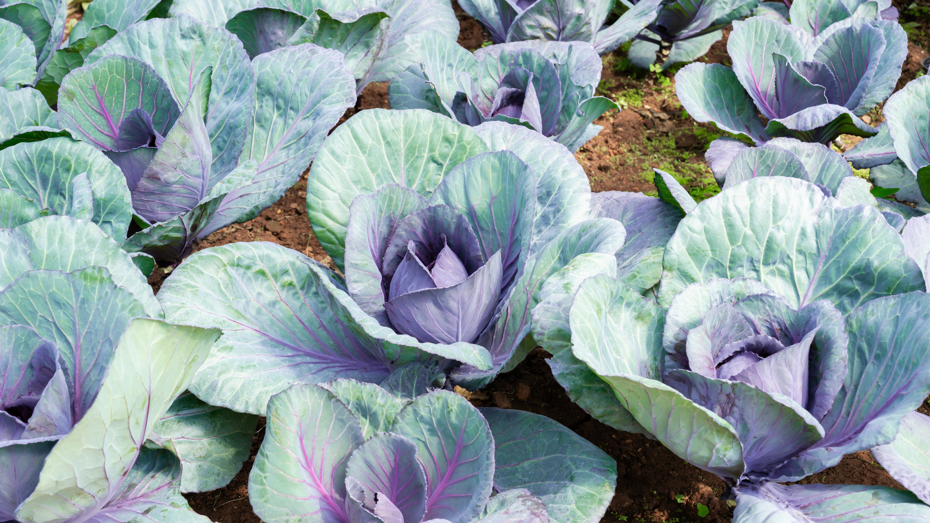Red cabbage growing in vegetable patch. 