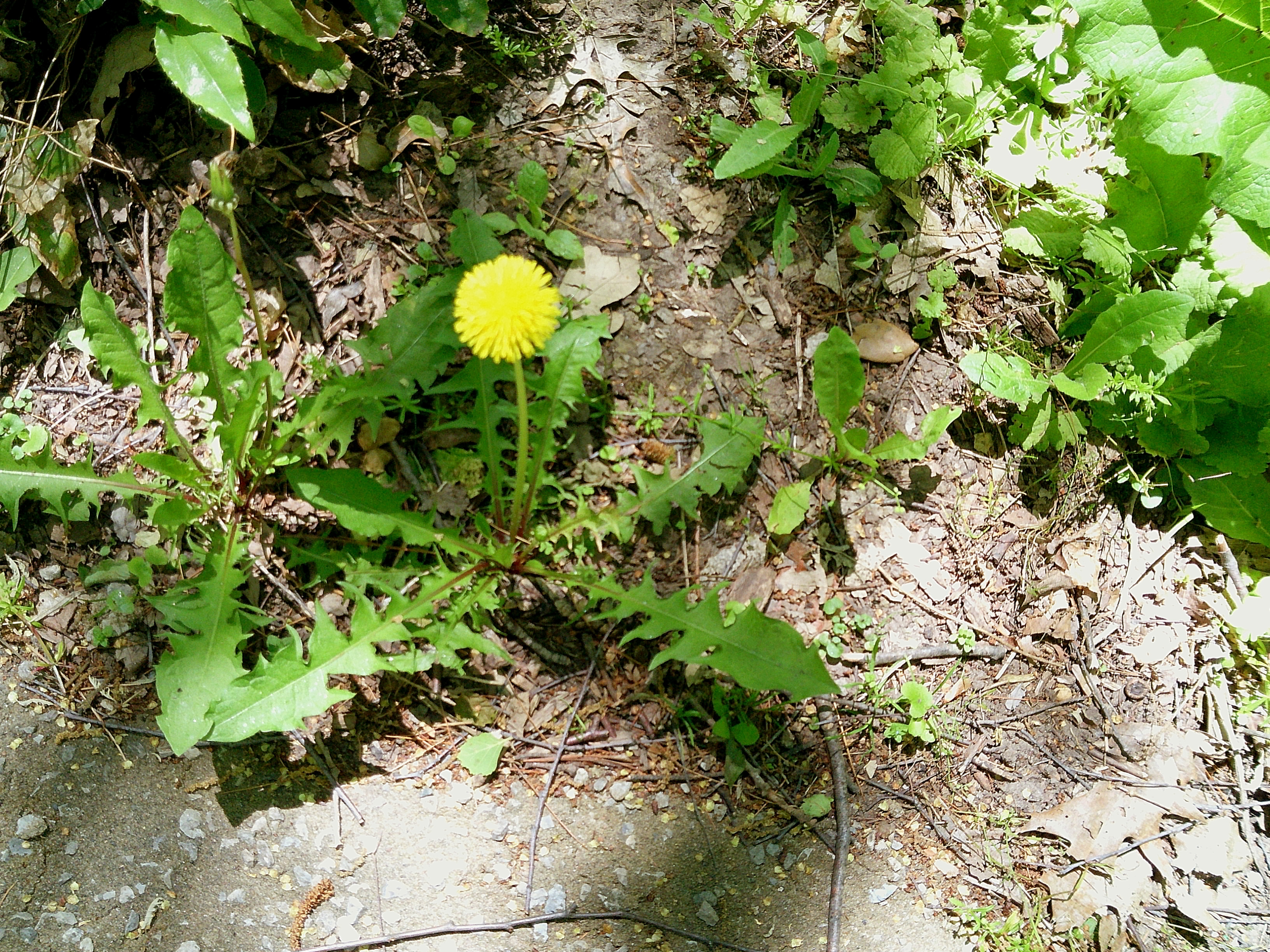 Sample image taken with the Camp Snap 2